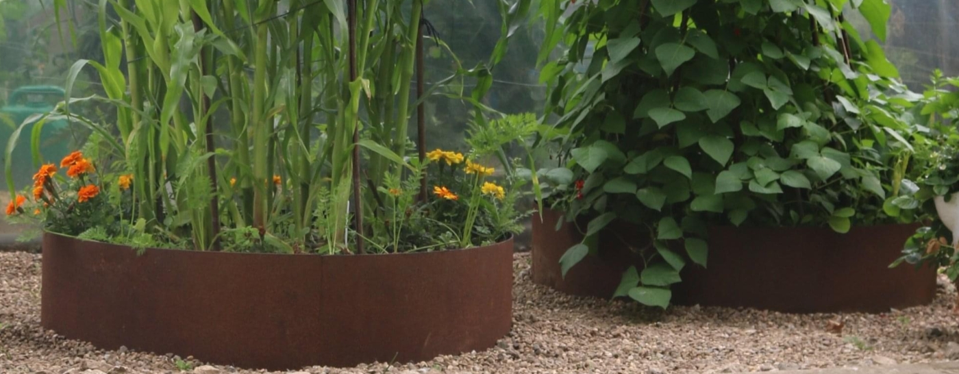 Raised vegetable borders 